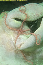 brittle star